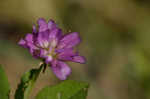 Persian clover